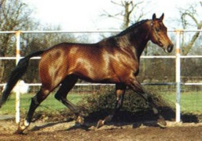 sit-paard