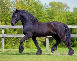 wyn-aswyn3-06-039-300x240_wyning_edge_friesians